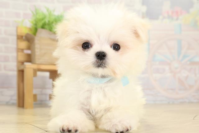 静岡県のマルチーズ (Coo&RIKU浜松店/2025年9月29日生まれ/男の子/ホワイト)の子犬の1枚目の画像