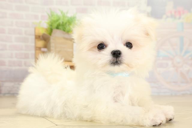 静岡県のマルチーズ (Coo&RIKU浜松店/2025年9月29日生まれ/男の子/ホワイト)の子犬の2枚目の画像