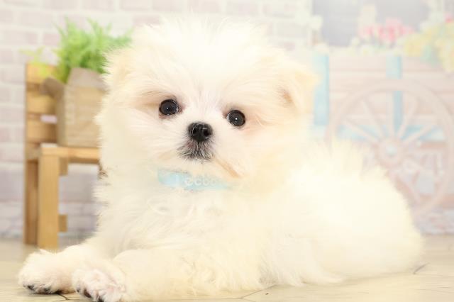 静岡県のマルチーズ (Coo&RIKU浜松店/2025年9月29日生まれ/男の子/ホワイト)の子犬の3枚目の画像