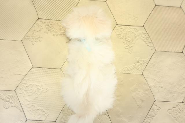 静岡県のマルチーズ (Coo&RIKU浜松店/2025年9月29日生まれ/男の子/ホワイト)の子犬の4枚目の画像