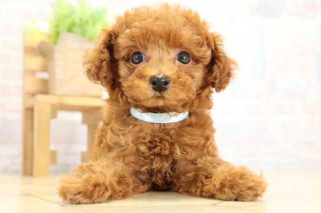 静岡県のトイプードル(トイ) (Coo&RIKU静岡SBS通り店/2025年9月29日生まれ/男の子/レッド)の子犬の1枚目の画像