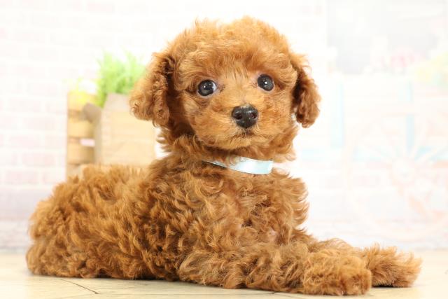 静岡県のトイプードル(トイ) (Coo&RIKU静岡SBS通り店/2025年9月29日生まれ/男の子/レッド)の子犬の2枚目の画像