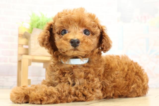 静岡県のトイプードル(トイ) (Coo&RIKU静岡SBS通り店/2025年9月29日生まれ/男の子/レッド)の子犬の3枚目の画像