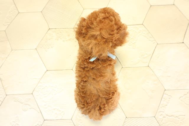 静岡県のトイプードル(トイ) (Coo&RIKU静岡SBS通り店/2025年9月29日生まれ/男の子/レッド)の子犬の4枚目の画像