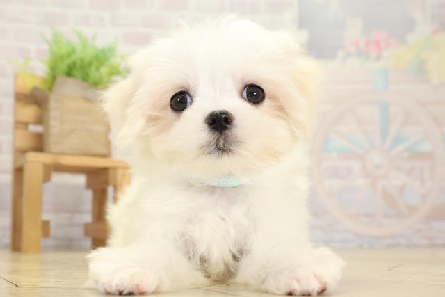 愛知県のマルチーズ (Coo&RIKU東海一宮店/2025年9月29日生まれ/男の子/ホワイト)の子犬の1枚目の画像