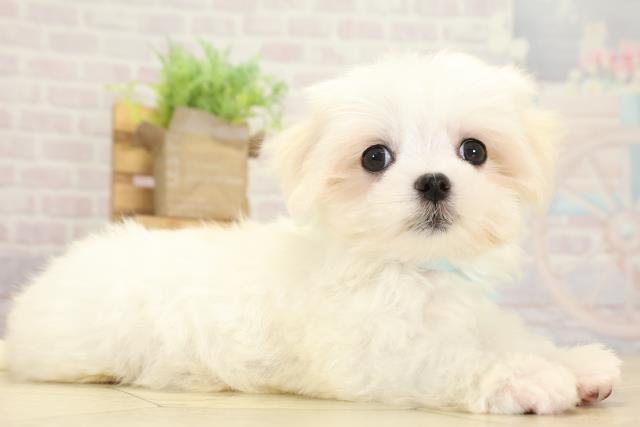 愛知県のマルチーズ (Coo&RIKU東海一宮店/2025年9月29日生まれ/男の子/ホワイト)の子犬の2枚目の画像