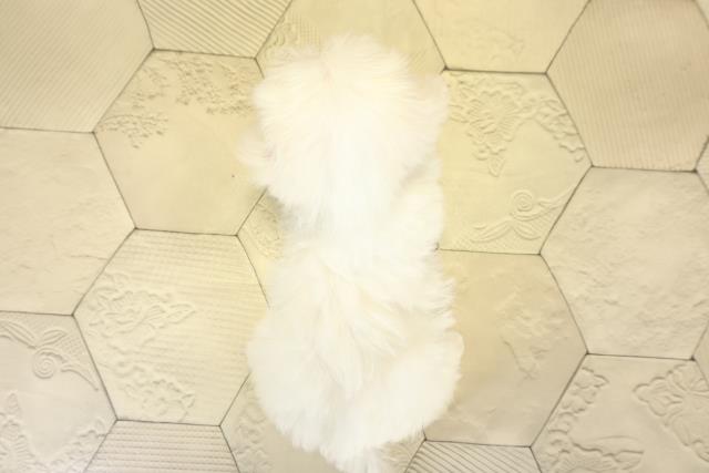 愛知県のマルチーズ (Coo&RIKU東海一宮店/2025年9月29日生まれ/男の子/ホワイト)の子犬の4枚目の画像