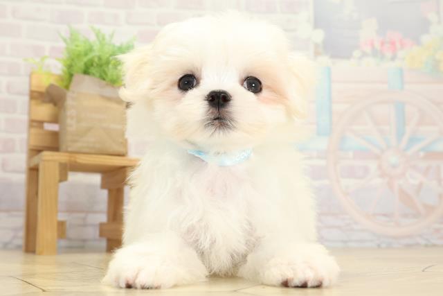 愛知県のマルチーズ (Coo&RIKU春日井店/2025年9月29日生まれ/男の子/ホワイト)の子犬の1枚目の画像