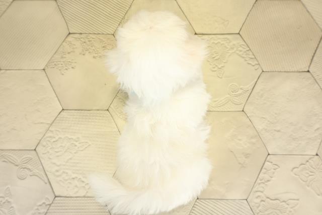 愛知県のマルチーズ (Coo&RIKU春日井店/2025年9月29日生まれ/男の子/ホワイト)の子犬の4枚目の画像