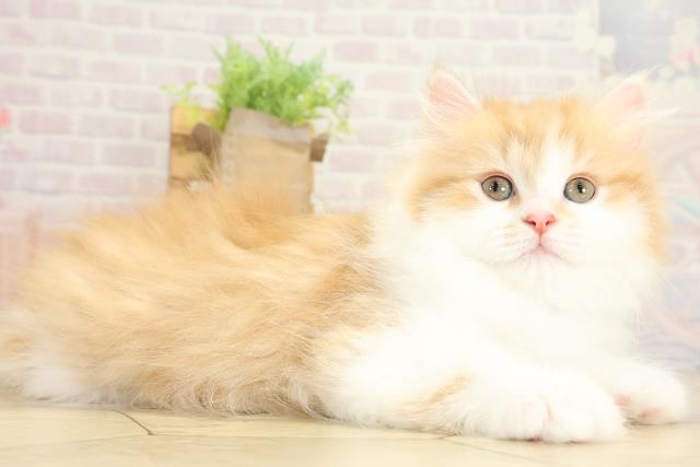 静岡県のミヌエット (Coo&RIKU浜松店/2025年9月29日生まれ/男の子/レッドタビーホワイト)の子猫の2枚目の画像