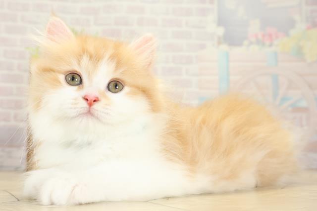 静岡県のミヌエット (Coo&RIKU浜松店/2025年9月29日生まれ/男の子/レッドタビーホワイト)の子猫の3枚目の画像