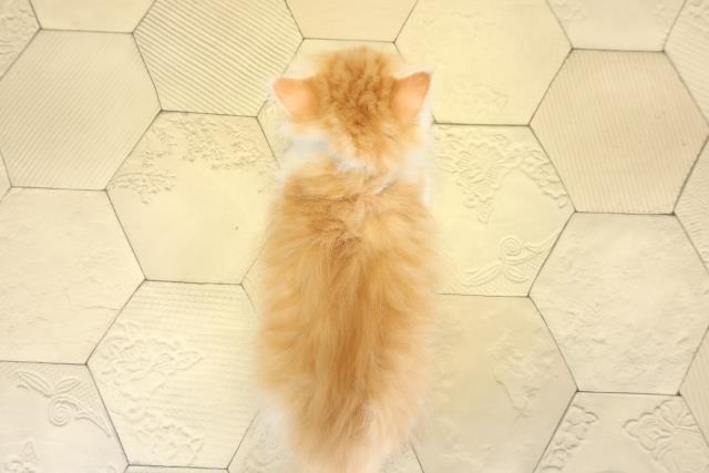 静岡県のミヌエット (Coo&RIKU浜松店/2025年9月29日生まれ/男の子/レッドタビーホワイト)の子猫の4枚目の画像