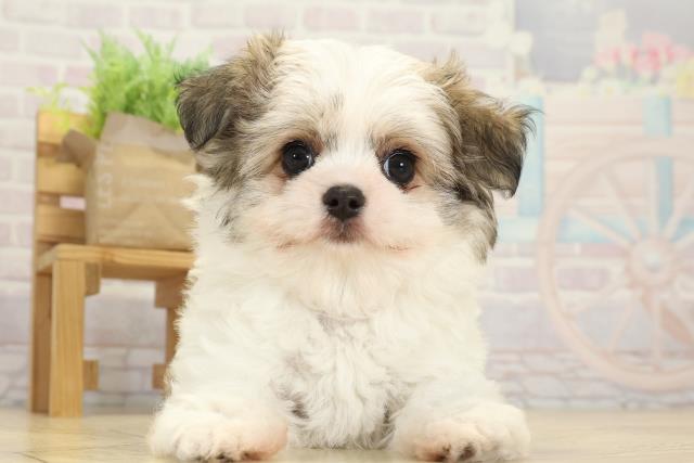 岐阜県のチワマル/マルチワ(チワワ×マルチーズ) (Coo&RIKU岐阜店/2025年10月1日生まれ/女の子/フォーンホワイト)の子犬の1枚目の画像