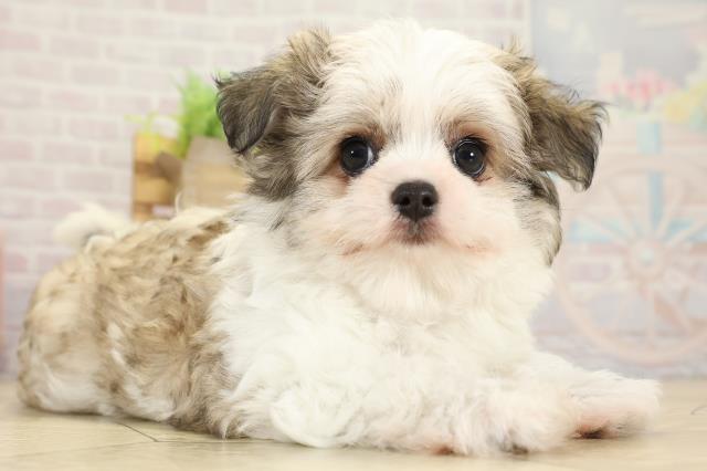 岐阜県のチワマル/マルチワ(チワワ×マルチーズ) (Coo&RIKU岐阜店/2025年10月1日生まれ/女の子/フォーンホワイト)の子犬の2枚目の画像