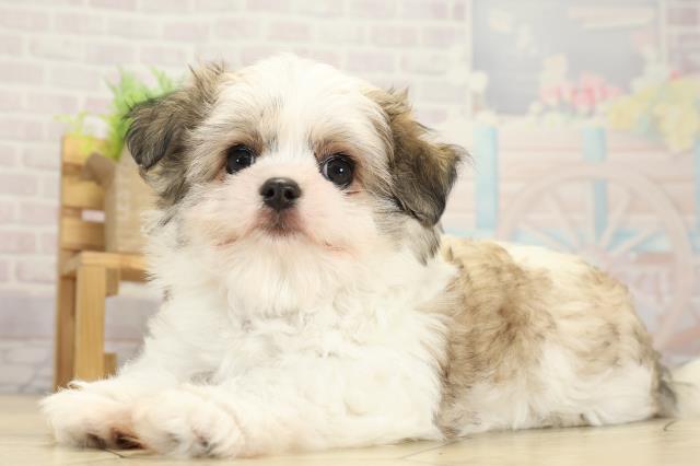 岐阜県のチワマル/マルチワ(チワワ×マルチーズ) (Coo&RIKU岐阜店/2025年10月1日生まれ/女の子/フォーンホワイト)の子犬の3枚目の画像