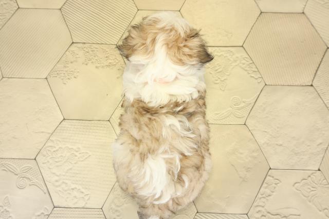 岐阜県のチワマル/マルチワ(チワワ×マルチーズ) (Coo&RIKU岐阜店/2025年10月1日生まれ/女の子/フォーンホワイト)の子犬の4枚目の画像