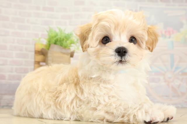 岐阜県のマルプー(マルチーズ×プードル) (Coo&RIKU各務原店/2025年10月1日生まれ/男の子/クリーム)の子犬の2枚目の画像