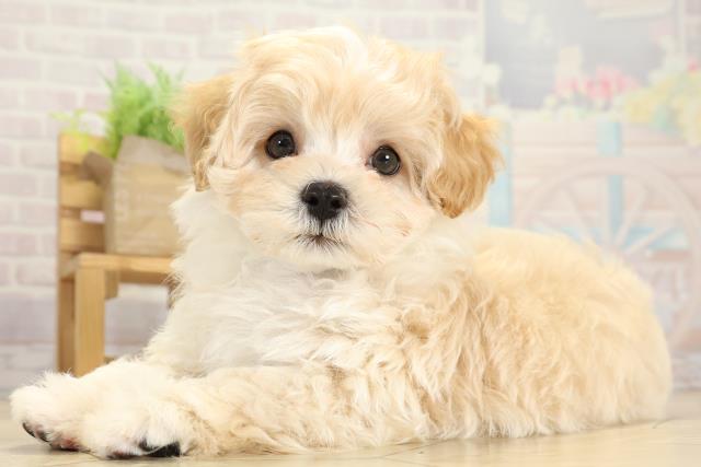 岐阜県のマルプー(マルチーズ×プードル) (Coo&RIKU各務原店/2025年10月1日生まれ/男の子/クリーム)の子犬の3枚目の画像