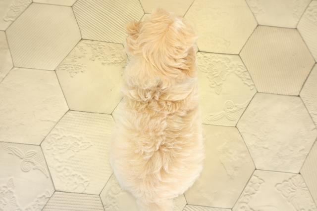 岐阜県のマルプー(マルチーズ×プードル) (Coo&RIKU各務原店/2025年10月1日生まれ/男の子/クリーム)の子犬の4枚目の画像