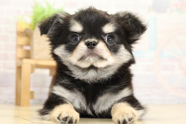 静岡県のチワワ(ロング) (Coo&RIKU沼津店/2025年10月1日生まれ/女の子/ブラッククリーム)の子犬の1枚目の画像