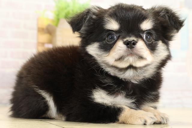 静岡県のチワワ(ロング) (Coo&RIKU沼津店/2025年10月1日生まれ/女の子/ブラッククリーム)の子犬の2枚目の画像