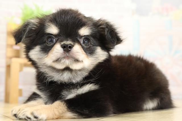 静岡県のチワワ(ロング) (Coo&RIKU沼津店/2025年10月1日生まれ/女の子/ブラッククリーム)の子犬の3枚目の画像