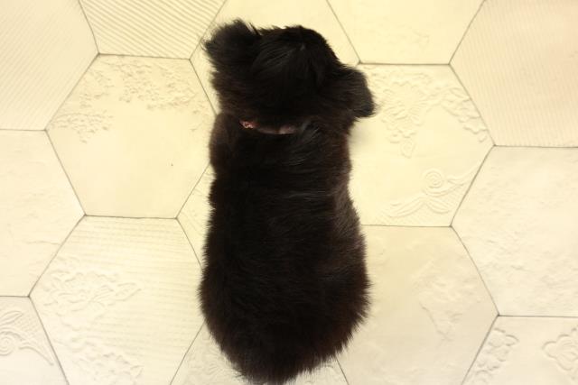 静岡県のチワワ(ロング) (Coo&RIKU沼津店/2025年10月1日生まれ/女の子/ブラッククリーム)の子犬の4枚目の画像