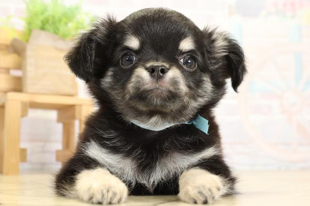 静岡県のチワワ(ロング) (Coo&RIKU富士店/2025年10月1日生まれ/男の子/ブラッククリーム)の子犬の1枚目の画像