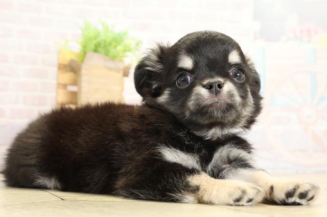 静岡県のチワワ(ロング) (Coo&RIKU富士店/2025年10月1日生まれ/男の子/ブラッククリーム)の子犬の2枚目の画像