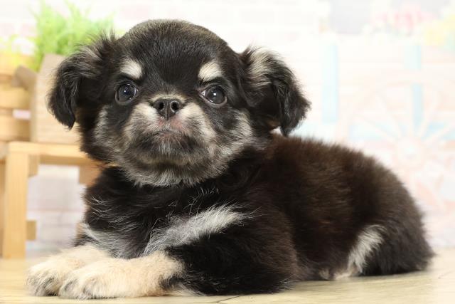 静岡県のチワワ(ロング) (Coo&RIKU富士店/2025年10月1日生まれ/男の子/ブラッククリーム)の子犬の3枚目の画像