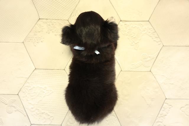 静岡県のチワワ(ロング) (Coo&RIKU富士店/2025年10月1日生まれ/男の子/ブラッククリーム)の子犬の4枚目の画像