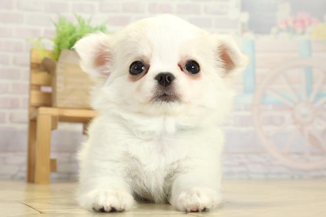 静岡県のチワワ(ロング) (Coo&RIKU静岡SBS通り店/2025年9月30日生まれ/男の子/クリームホワイト)の子犬の1枚目の画像