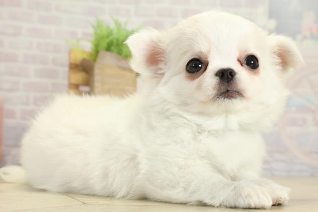 静岡県のチワワ(ロング) (Coo&RIKU静岡SBS通り店/2025年9月30日生まれ/男の子/クリームホワイト)の子犬の2枚目の画像