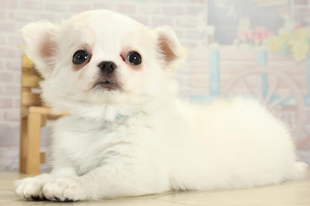 静岡県のチワワ(ロング) (Coo&RIKU静岡SBS通り店/2025年9月30日生まれ/男の子/クリームホワイト)の子犬の3枚目の画像