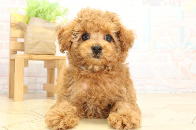 岐阜県のトイプードル(トイ) (Coo&RIKU岐南店/2025年9月29日生まれ/男の子/オレンジフォーン)の子犬の1枚目の画像