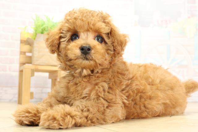 岐阜県のトイプードル(トイ) (Coo&RIKU岐南店/2025年9月29日生まれ/男の子/オレンジフォーン)の子犬の3枚目の画像