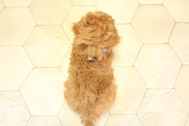 岐阜県のトイプードル(トイ) (Coo&RIKU岐南店/2025年9月29日生まれ/男の子/オレンジフォーン)の子犬の4枚目の画像