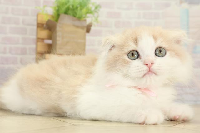 静岡県のスコティッシュフォールド (Coo&RIKU藤枝店/2025年10月1日生まれ/女の子/クリームタビーホワイト)の子猫の2枚目の画像