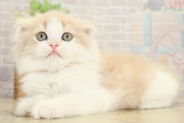 静岡県のスコティッシュフォールド (Coo&RIKU藤枝店/2025年10月1日生まれ/女の子/クリームタビーホワイト)の子猫の3枚目の画像