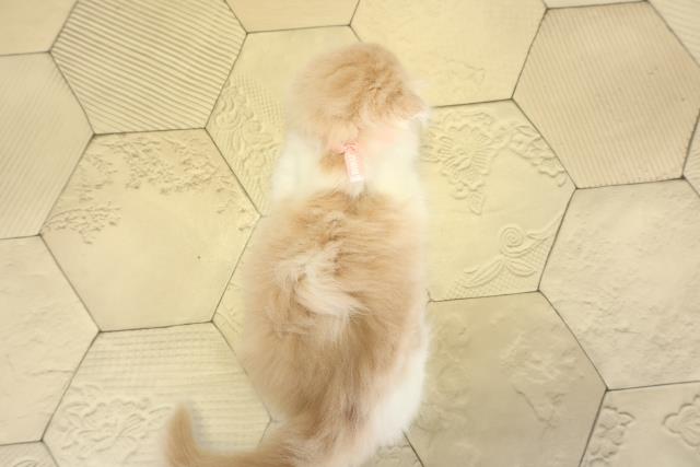 静岡県のスコティッシュフォールド (Coo&RIKU藤枝店/2025年10月1日生まれ/女の子/クリームタビーホワイト)の子猫の4枚目の画像