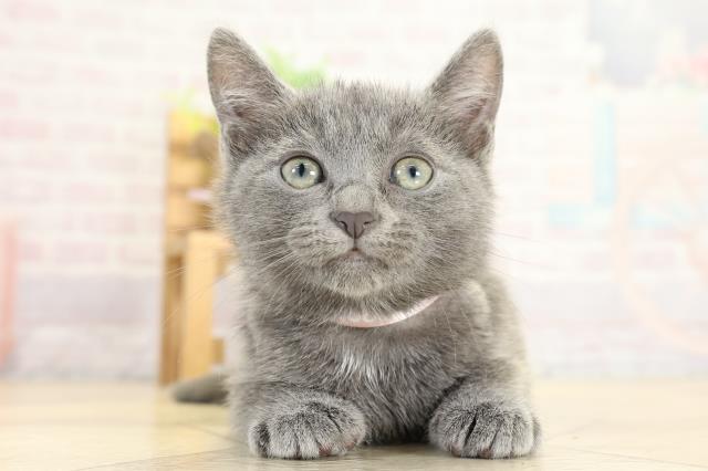 静岡県のロシアンブルー (Coo&RIKU静岡SBS通り店/2025年9月30日生まれ/女の子/ブルー)の子猫の1枚目の画像