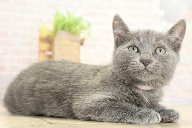 静岡県のロシアンブルー (Coo&RIKU静岡SBS通り店/2025年9月30日生まれ/女の子/ブルー)の子猫の2枚目の画像