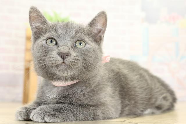 静岡県のロシアンブルー (Coo&RIKU静岡SBS通り店/2025年9月30日生まれ/女の子/ブルー)の子猫の3枚目の画像