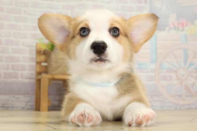 岐阜県のウェルシュコーギーペンブローク (Coo&RIKU岐阜店/2025年10月1日生まれ/男の子/レッドホワイト)の子犬の1枚目の画像