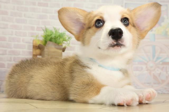 岐阜県のウェルシュコーギーペンブローク (Coo&RIKU岐阜店/2025年10月1日生まれ/男の子/レッドホワイト)の子犬の2枚目の画像