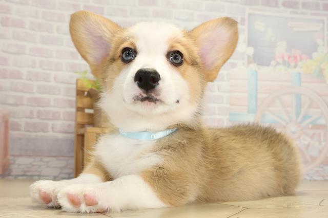 岐阜県のウェルシュコーギーペンブローク (Coo&RIKU岐阜店/2025年10月1日生まれ/男の子/レッドホワイト)の子犬の3枚目の画像