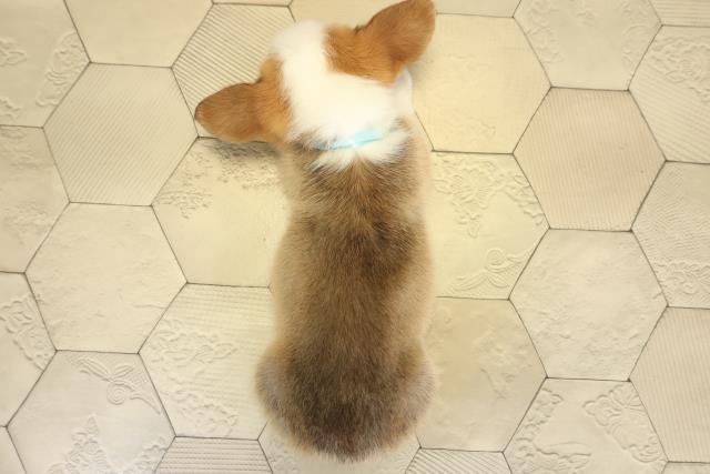 岐阜県のウェルシュコーギーペンブローク (Coo&RIKU岐阜店/2025年10月1日生まれ/男の子/レッドホワイト)の子犬の4枚目の画像