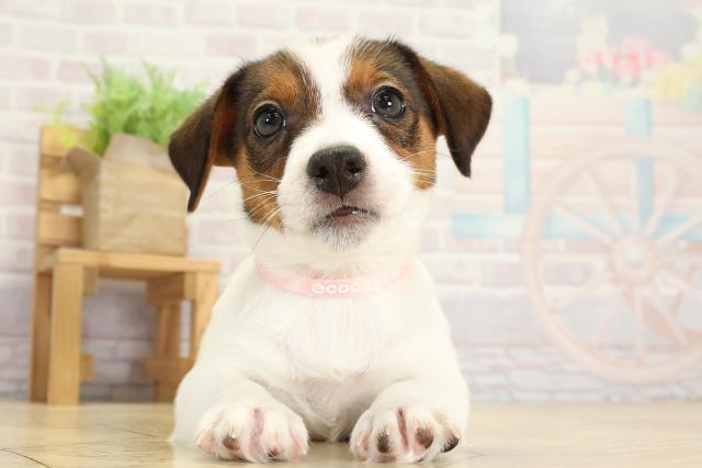 愛知県のジャックラッセルテリア (Coo&RIKU春日井店/2025年9月30日生まれ/女の子/タンホワイト)の子犬の1枚目の画像