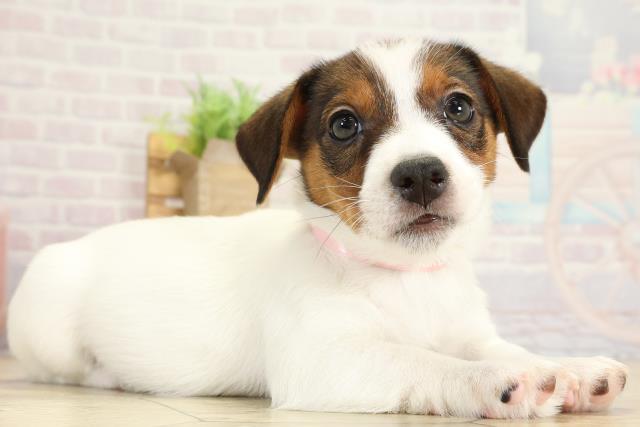 愛知県のジャックラッセルテリア (Coo&RIKU春日井店/2025年9月30日生まれ/女の子/タンホワイト)の子犬の2枚目の画像