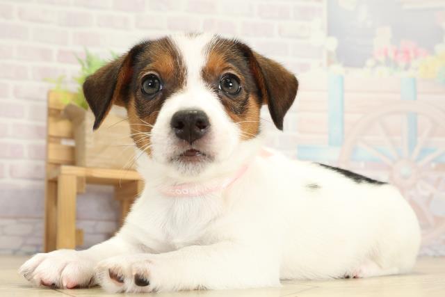 愛知県のジャックラッセルテリア (Coo&RIKU春日井店/2025年9月30日生まれ/女の子/タンホワイト)の子犬の3枚目の画像